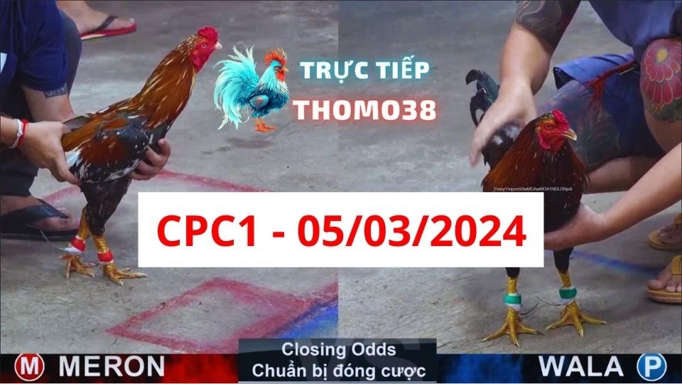 Đá gà thomo CPC1 ngày 05-03-2024