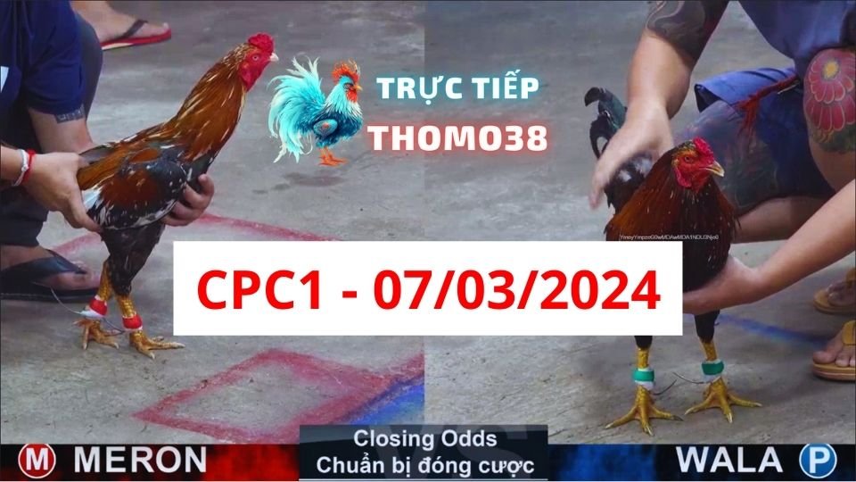 Đá gà thomo CPC1 ngày 07-03-2024