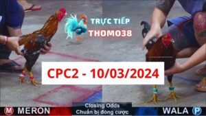 Đá gà thomo CPC2 ngày 10-03-2024