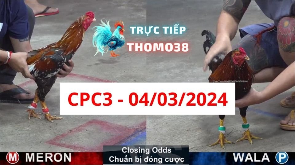 Đá gà thomo CPC3 ngày 04-03-2024