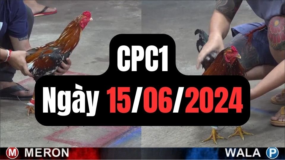 Đá gà thomo CPC1 ngày 15-06-2024