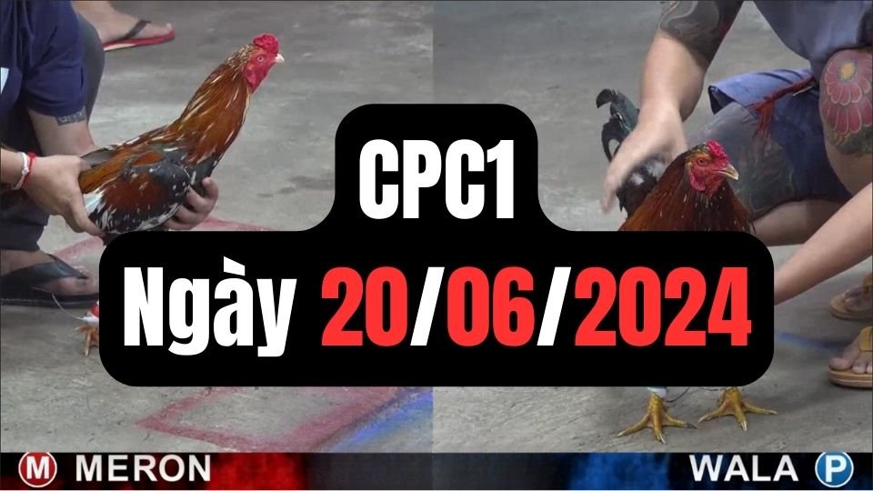 Đá gà thomo CPC1 ngày 20-06-2024