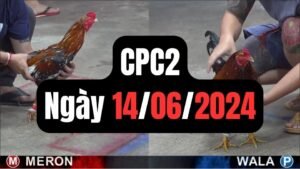 Đá gà thomo CPC2 ngày 14-06-2024