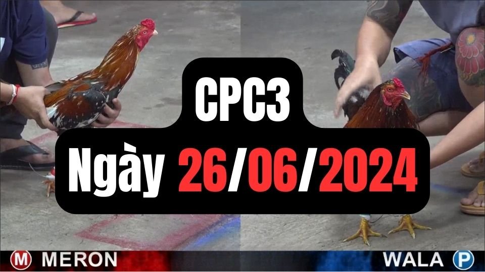 Đá gà thomo CPC3 ngày 26-06-2024