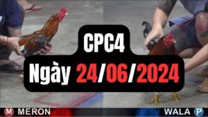 Đá gà thomo CPC4 ngày 24-06-2024