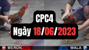 Đá gà thomo CPC4 ngày 18-06-2024