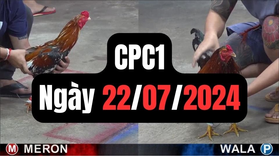 Đá gà thomo CPC1 ngày 22-07-2024