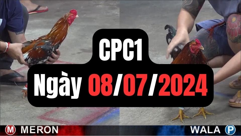 Đá gà thomo CPC1 ngày 08-07-2024