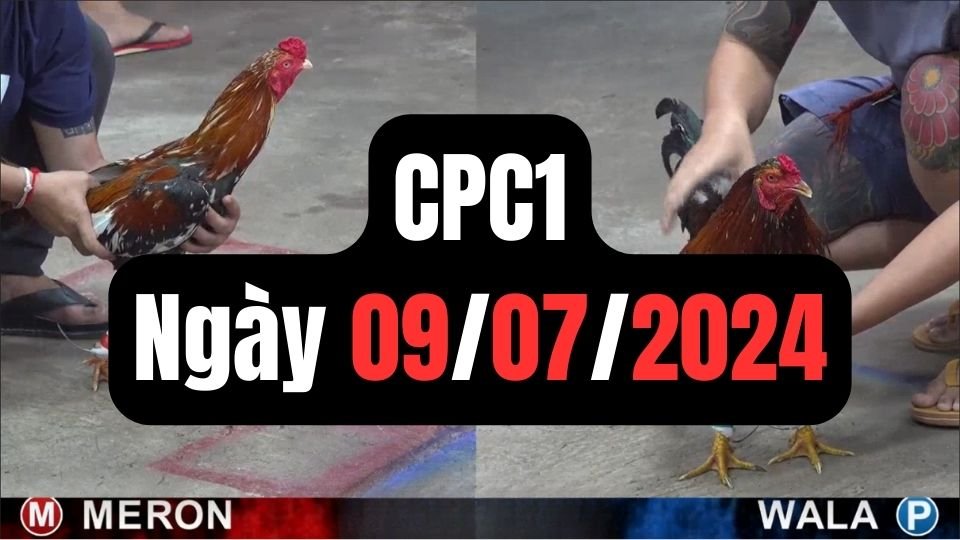 Đá gà thomo CPC1 ngày 09-07-2024