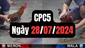 Đá gà thomo CPC5 ngày 28-07-2024