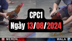 Đá gà thomo CPC1 ngày 13-08-2024