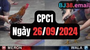 Đá gà thomo CPC1 ngày 26-09-2024