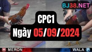 Đá gà thomo CPC1 ngày 05-09-2024