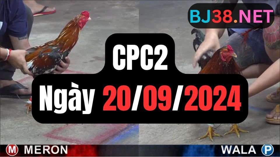 Đá gà thomo CPC2 ngày 20-09-2024