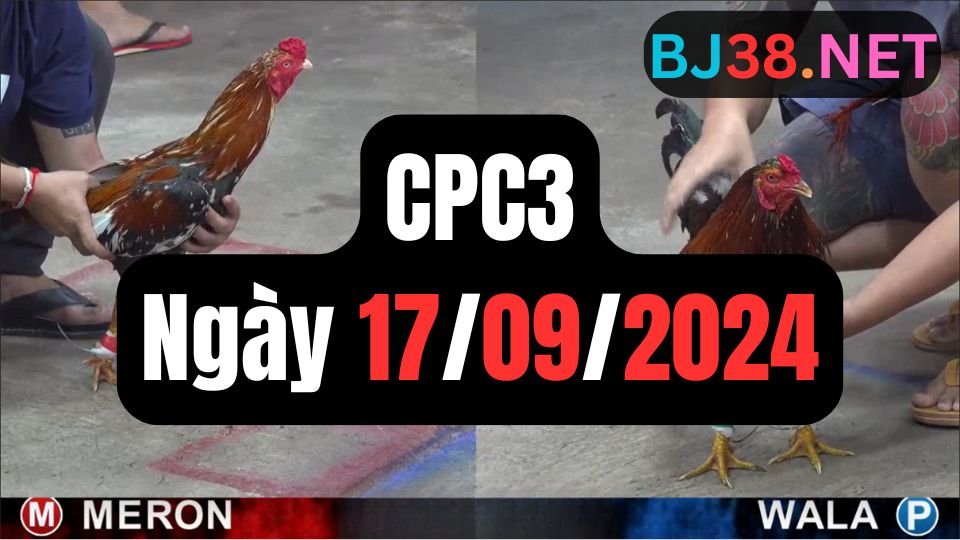 Đá gà thomo CPC3 ngày 17-09-2024