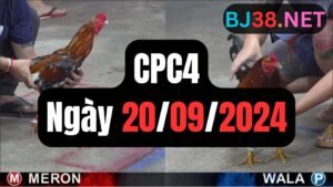 Đá gà thomo CPC4 ngày 20-09-2024