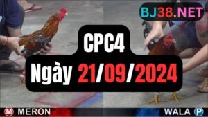 Đá gà thomo CPC4 ngày 21-09-2024