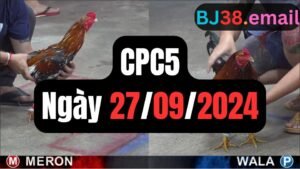 Đá gà thomo CPC5 ngày 27-09-2024