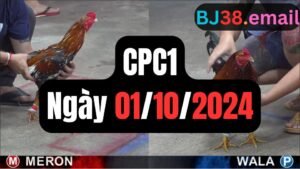 Đá gà thomo CPC1 ngày 01-10-2024