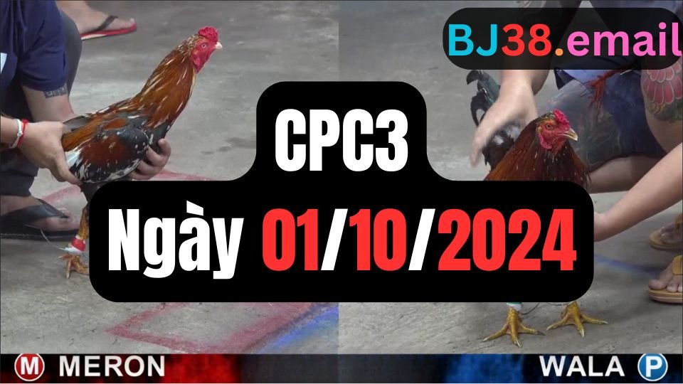 Đá gà thomo CPC3 ngày 01-10-2024