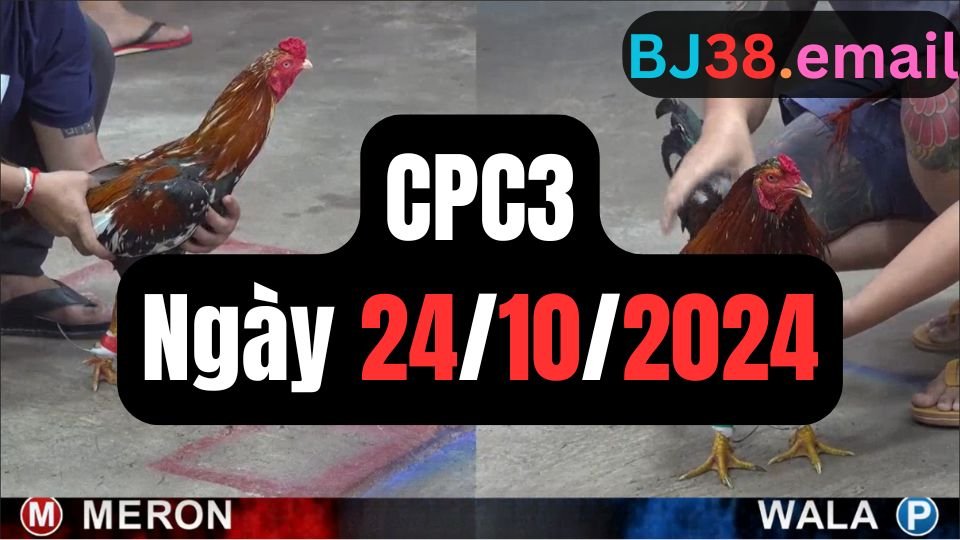 Đá gà thomo CPC3 ngày 24-10-2024