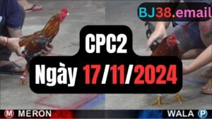 Đá gà thomo CPC2 ngày 17-11-2024