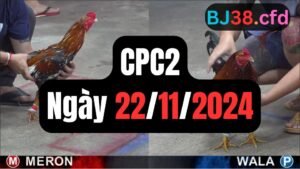 Đá gà thomo CPC2 ngày 22-11-2024