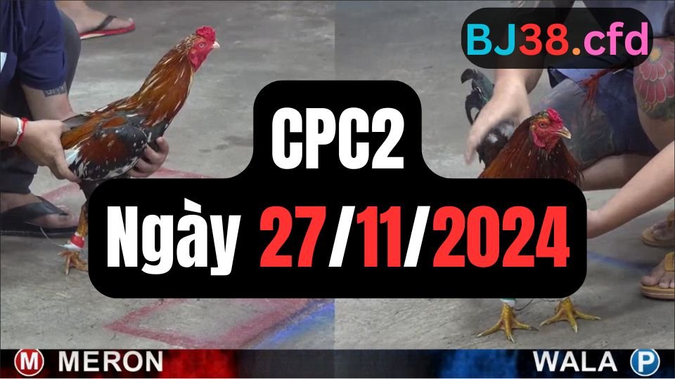 Đá gà thomo CPC2 ngày 27-11-2024