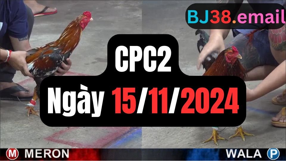 Đá gà thomo CPC2 ngày 15-11-2024