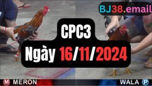 Đá gà thomo CPC3 ngày 16-11-2024