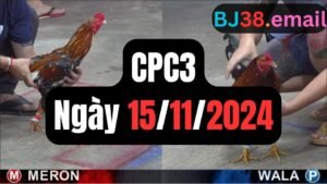 Đá gà thomo CPC3 ngày 15-11-2024