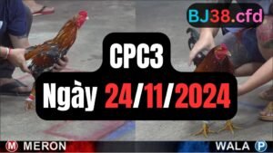 Đá gà thomo CPC3 ngày 24-11-2024