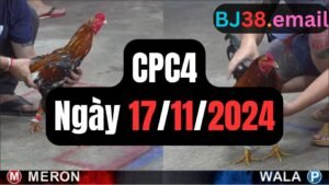 Đá gà thomo CPC4 ngày 17-11-2024