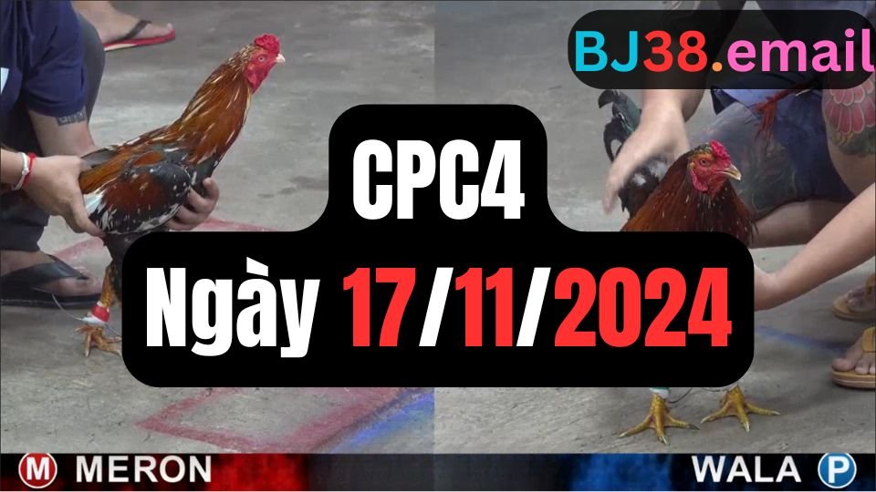 Đá gà thomo CPC4 ngày 17-11-2024