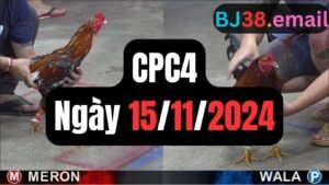 Đá gà thomo CPC4 ngày 15-11-2024