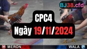 Đá gà thomo CPC4 ngày 19-11-2024