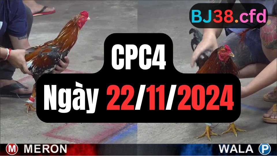 Đá gà thomo CPC4 ngày 22-11-2024