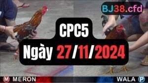 Đá gà thomo CPC5 ngày 27-11-2024