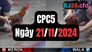 Đá gà thomo CPC5 ngày 21-11-2024