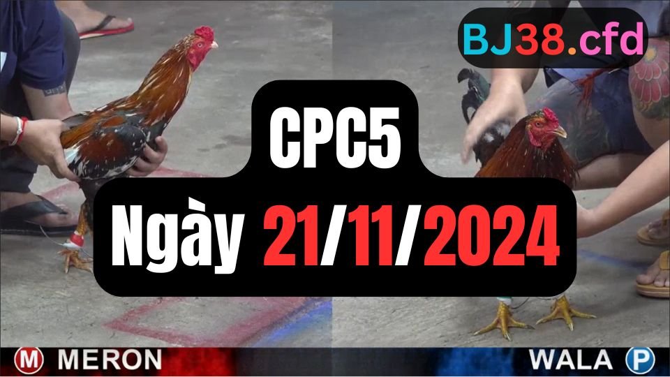 Đá gà thomo CPC5 ngày 21-11-2024