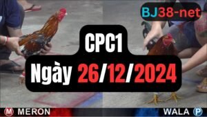 Đá gà thomo CPC1 ngày 26-12-2024