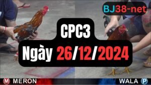 Đá gà thomo CPC3 ngày 26-12-2024